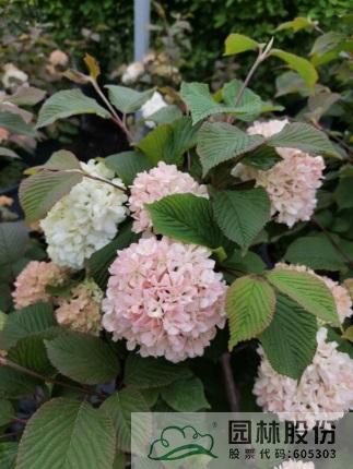 彩运网(中国游)官方网站