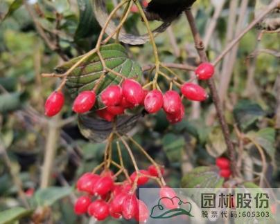 彩运网(中国游)官方网站