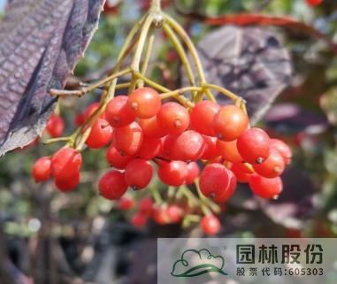 彩运网(中国游)官方网站