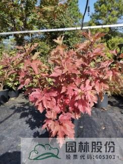 彩运网(中国游)官方网站