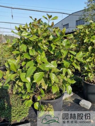 彩运网(中国游)官方网站