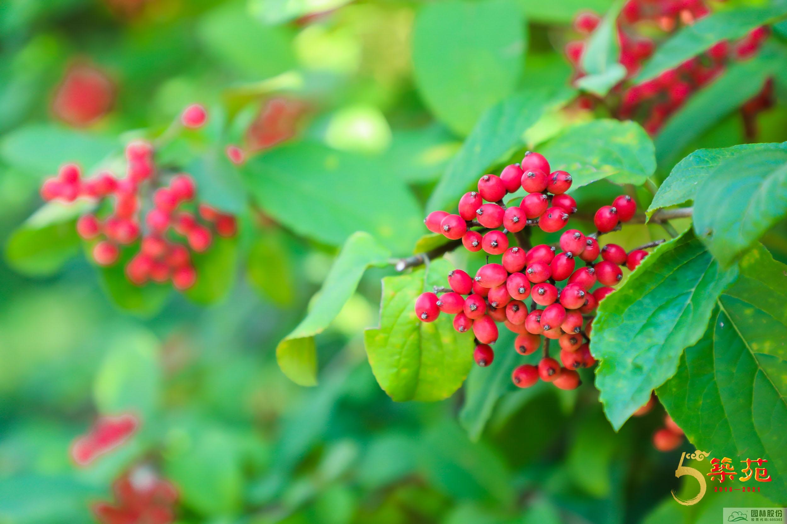 彩运网(中国游)官方网站