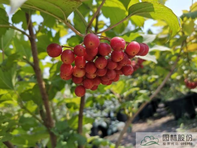 彩运网(中国游)官方网站