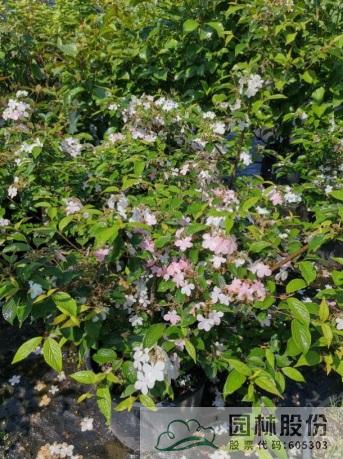 彩运网(中国游)官方网站