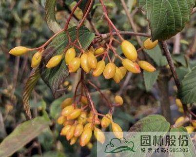 彩运网(中国游)官方网站