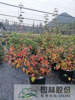 彩运网(中国游)官方网站