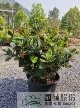 彩运网(中国游)官方网站