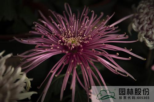 彩运网(中国游)官方网站