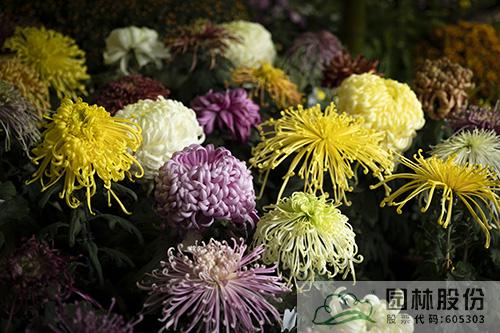 彩运网(中国游)官方网站