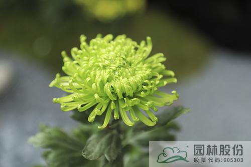 彩运网(中国游)官方网站