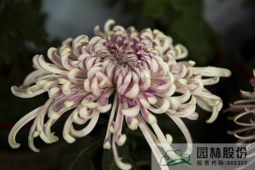 彩运网(中国游)官方网站