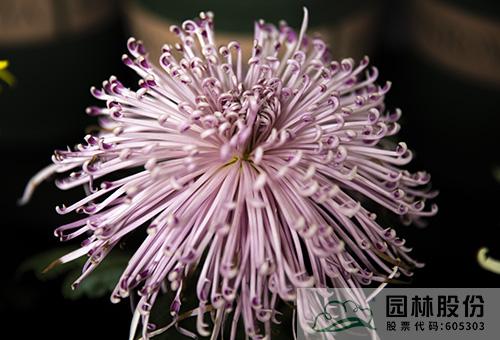 彩运网(中国游)官方网站