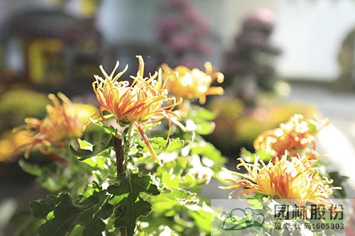 彩运网(中国游)官方网站