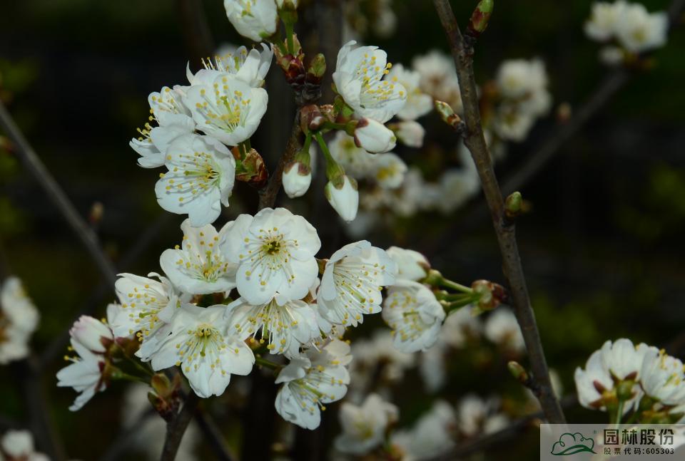 彩运网(中国游)官方网站