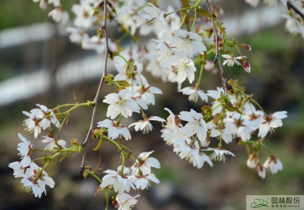 彩运网(中国游)官方网站