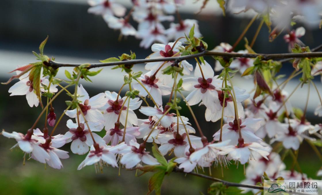彩运网(中国游)官方网站