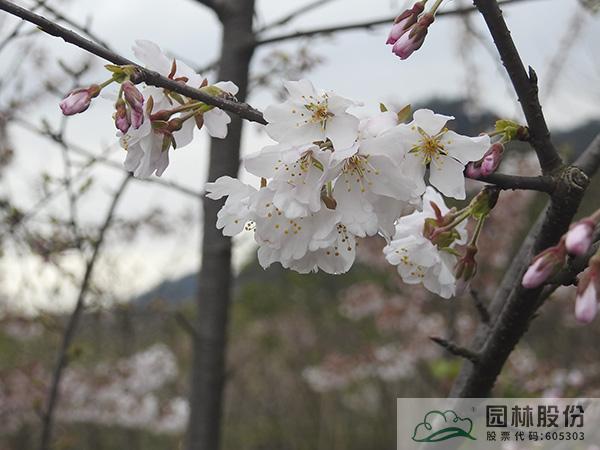 彩运网(中国游)官方网站