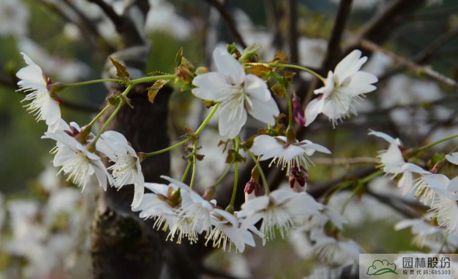 彩运网(中国游)官方网站