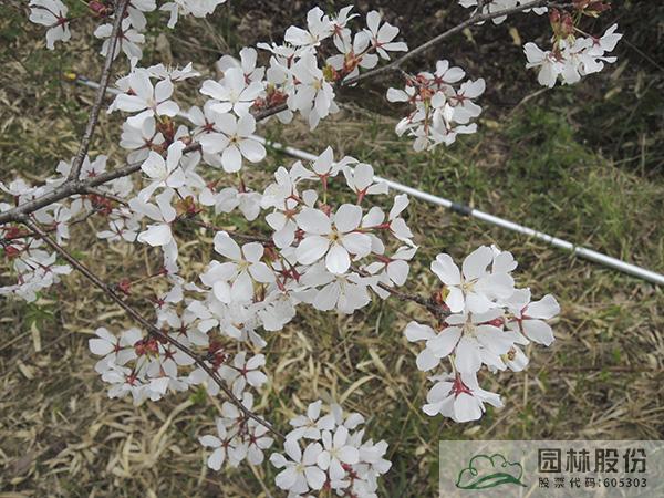 彩运网(中国游)官方网站