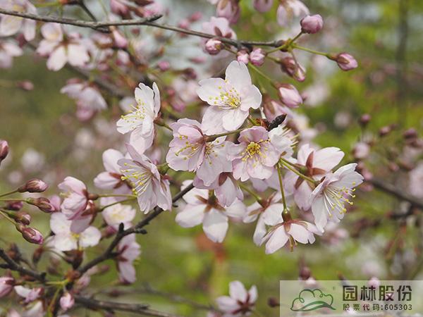 彩运网(中国游)官方网站