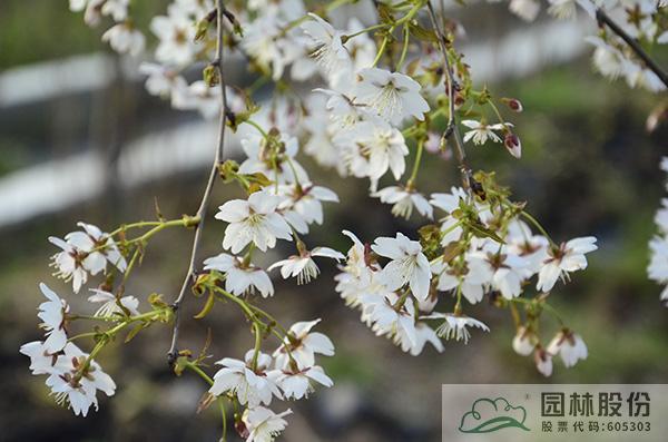 彩运网(中国游)官方网站