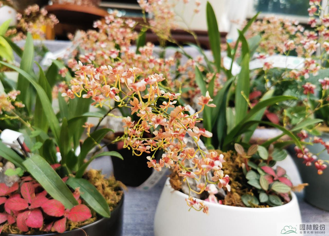 彩运网(中国游)官方网站