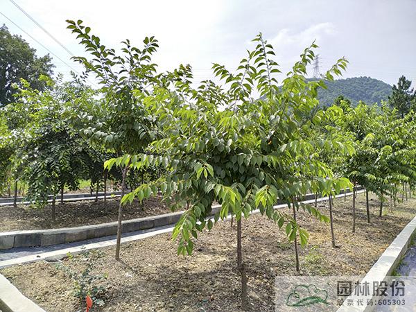 彩运网(中国游)官方网站