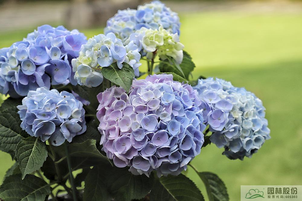 彩运网(中国游)官方网站