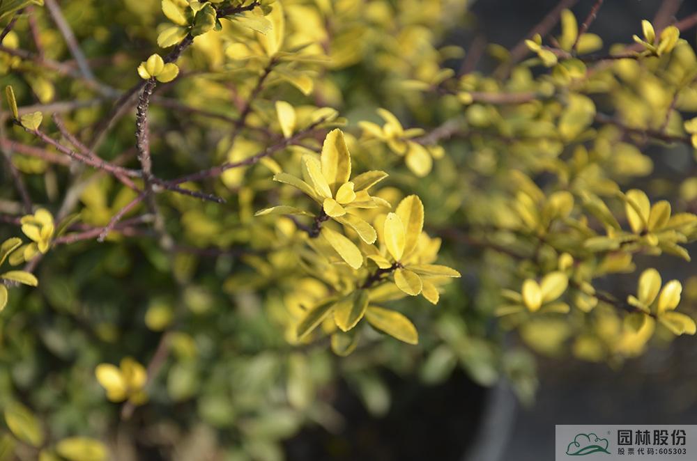 彩运网(中国游)官方网站