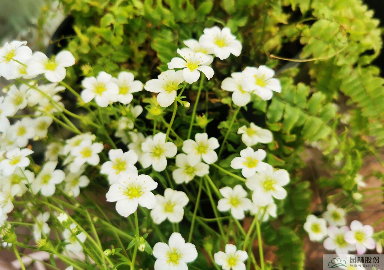 彩运网(中国游)官方网站