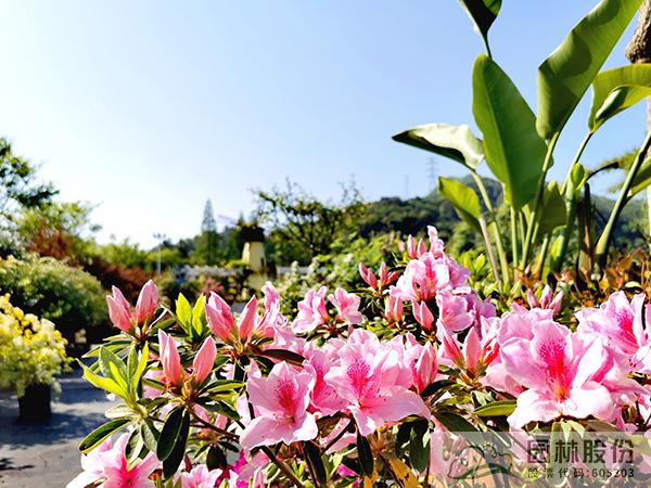 彩运网(中国游)官方网站