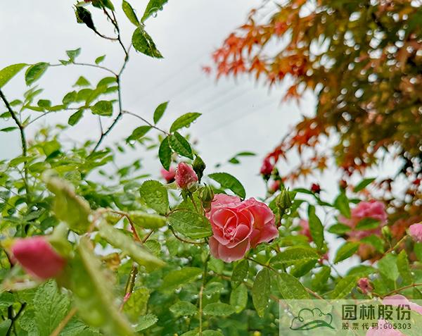 彩运网(中国游)官方网站