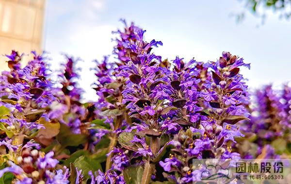 彩运网(中国游)官方网站