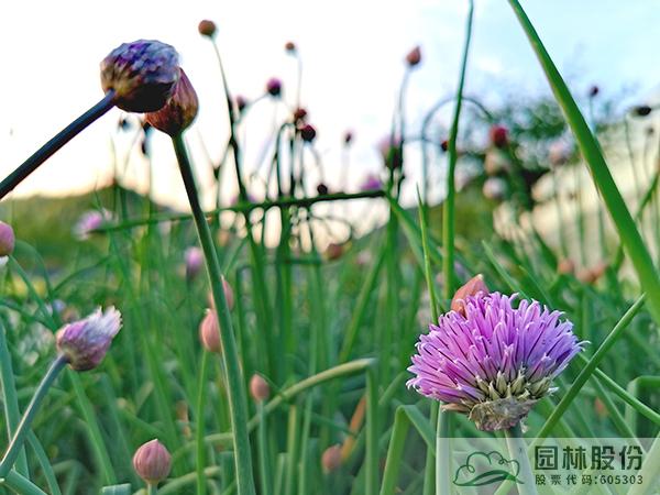 彩运网(中国游)官方网站