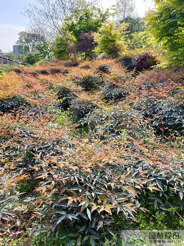 彩运网(中国游)官方网站