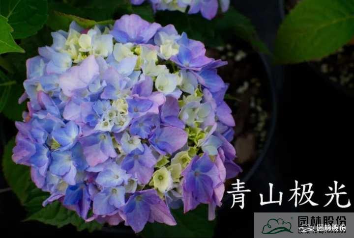 彩运网(中国游)官方网站