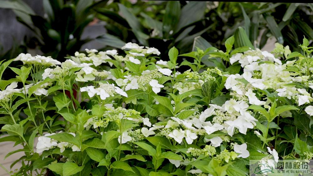 彩运网(中国游)官方网站