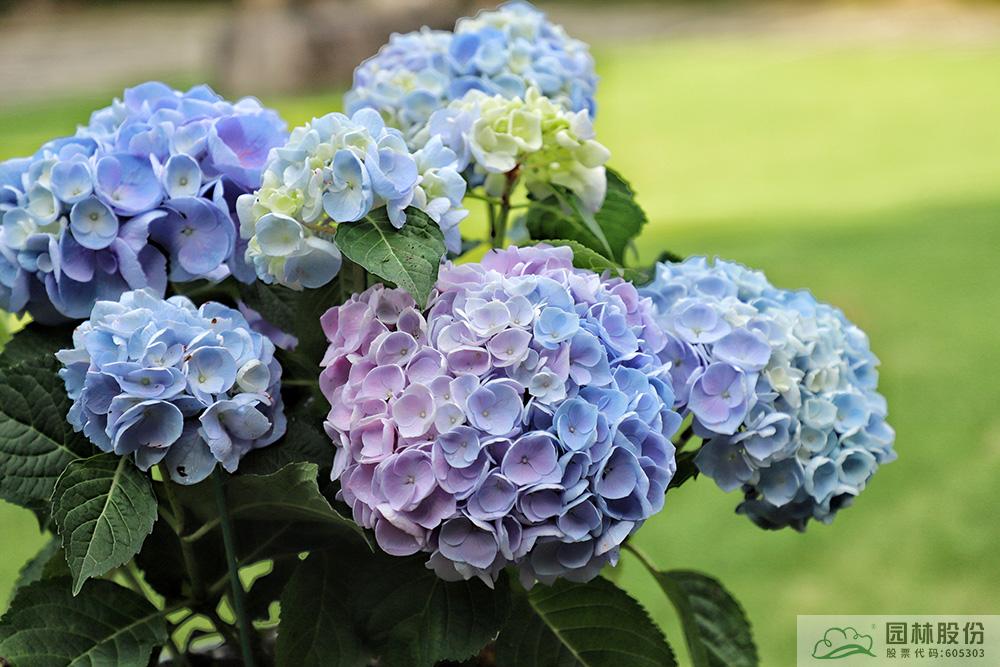 彩运网(中国游)官方网站