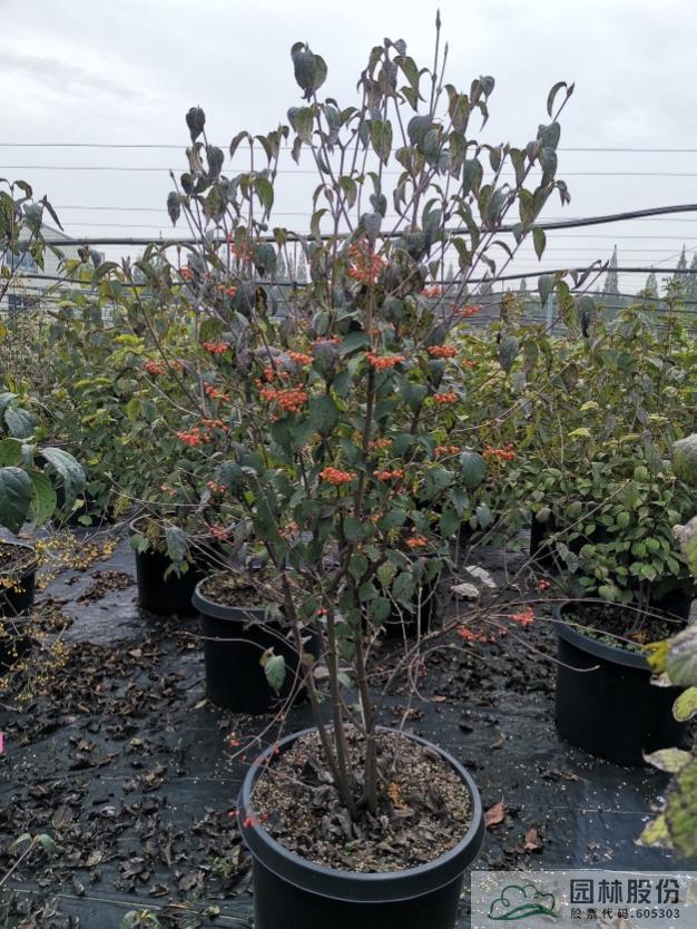 彩运网(中国游)官方网站