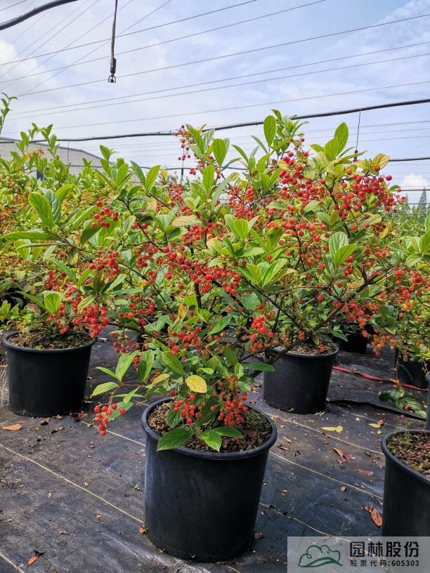 彩运网(中国游)官方网站