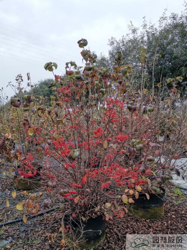 彩运网(中国游)官方网站