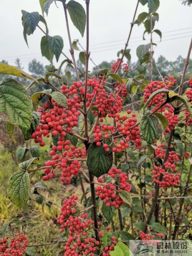 彩运网(中国游)官方网站