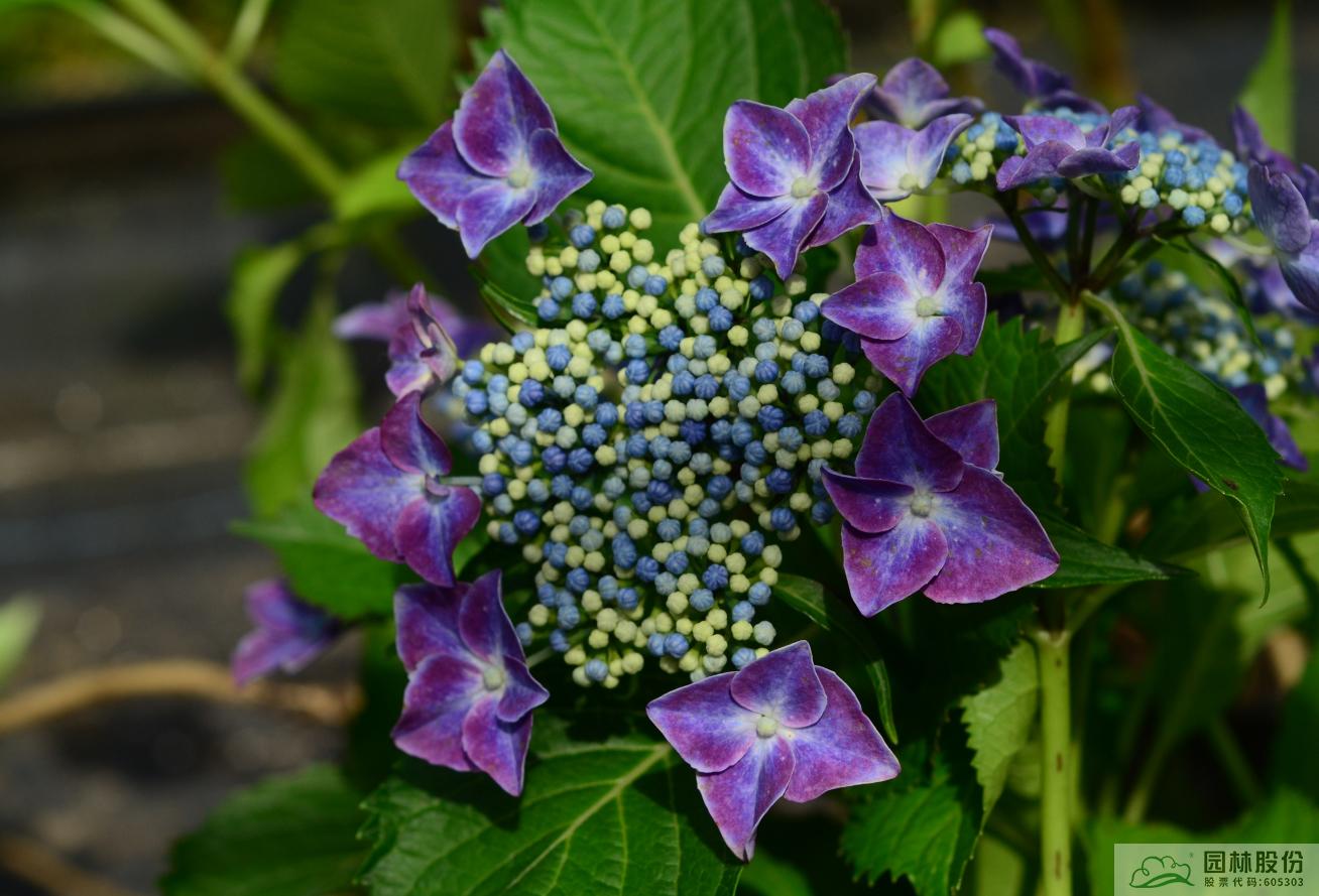 彩运网(中国游)官方网站