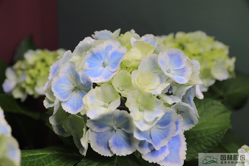 彩运网(中国游)官方网站