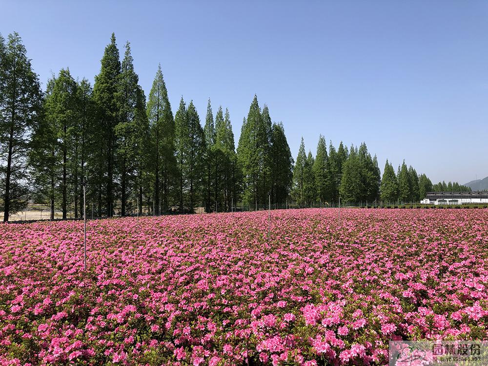 彩运网(中国游)官方网站