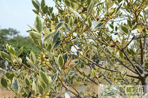 彩运网(中国游)官方网站