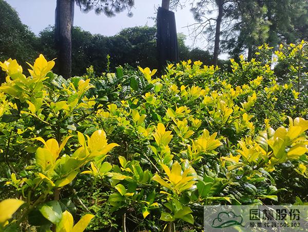 彩运网(中国游)官方网站