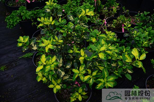 彩运网(中国游)官方网站