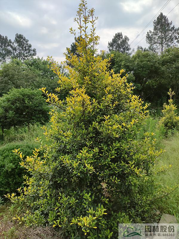 彩运网(中国游)官方网站
