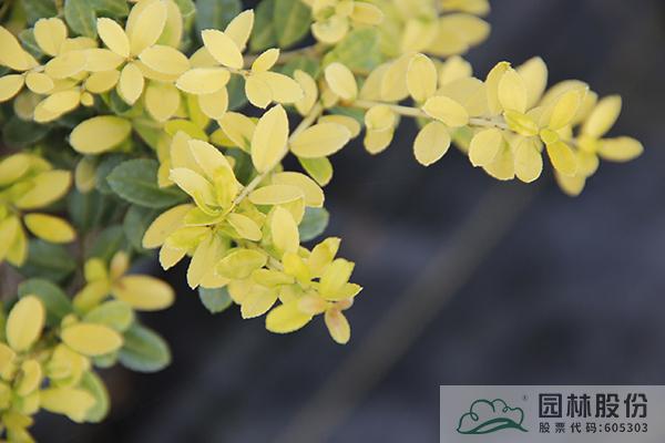 彩运网(中国游)官方网站